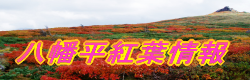 八幡平紅葉情報