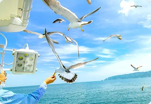 宮古うみねこ丸